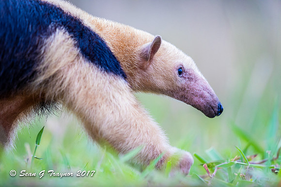 Tamandua, Pantanal, Brazil