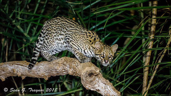 Ocelot