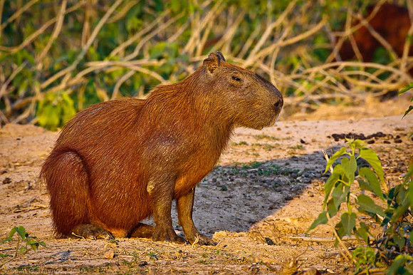 Capybara