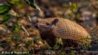 Armadillo, Pantanal, Brazil