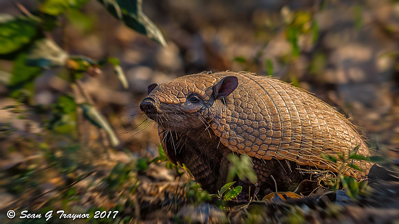 Armadillo, Pantanal, Brazil