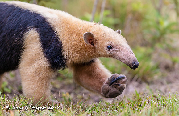 Tamandua, Pantanal, Brazil
