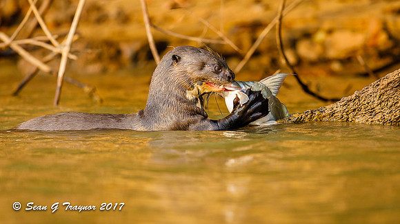 Giant River Otter, Pantanal, Brazil