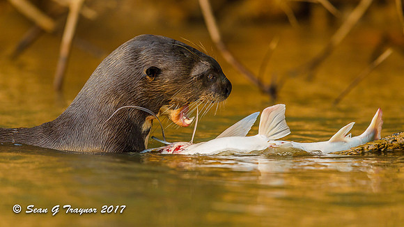 Giant River Otter, Pantanal, Brazil