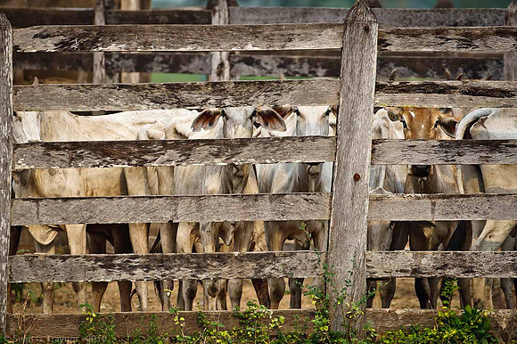 Cattle Ranch