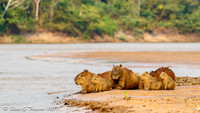 Cappybaras, Pantanal, Brazil