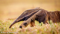 Giant Anteater, Pantanal, Brazil