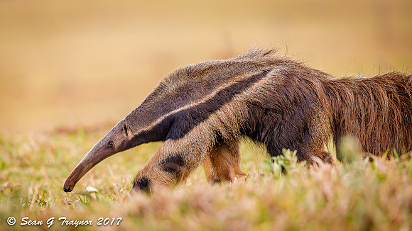 Giant Anteater, Pantanal, Brazil