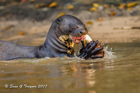 Giant River Otter, Pantanal, Brazil