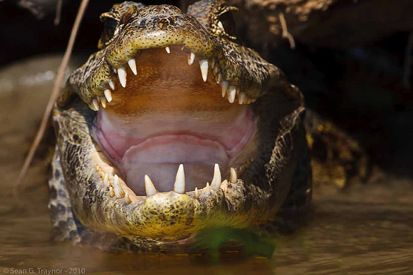 Caiman
