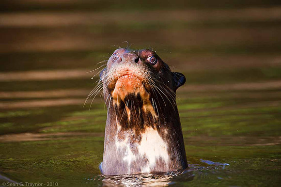 Giant River Otter