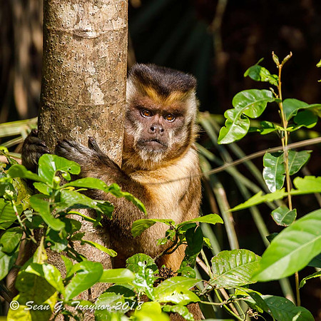 Capuchin Monkey