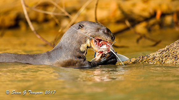 Giant River Otter, Pantanal, Brazil