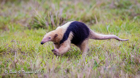 Tamandua, Pantanal, Brazil