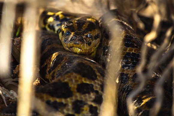 Anaconda
