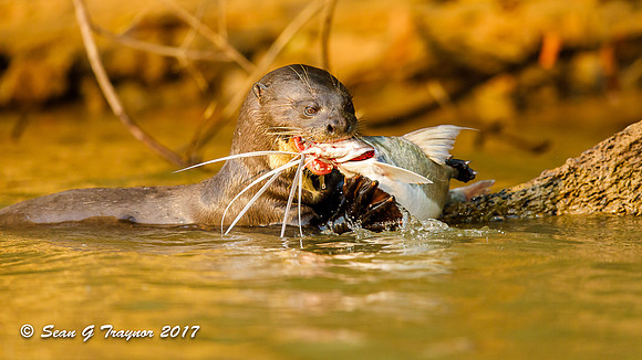 Giant River Otter, Pantanal, Brazil