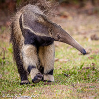 Giant Anteater, Pantanal, Brazil