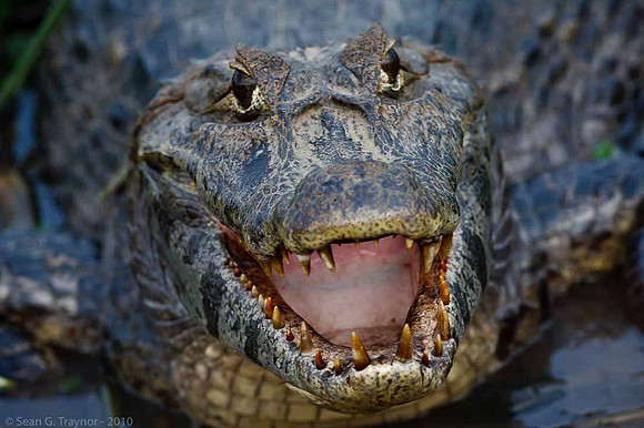 Caiman
