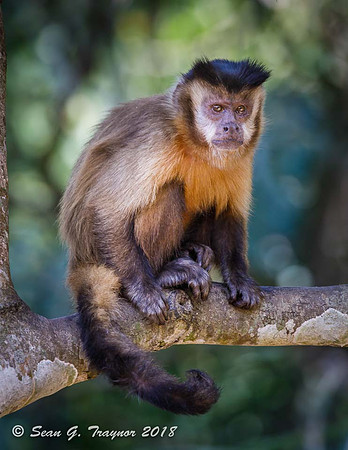 Capuchin Monkey