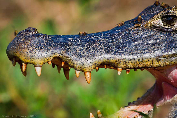 Caiman