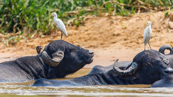 Cape Buffalo