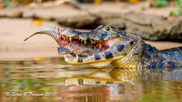 Caiman, Pantanal, Brazil