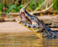 Caiman, Pantanal, Brazil