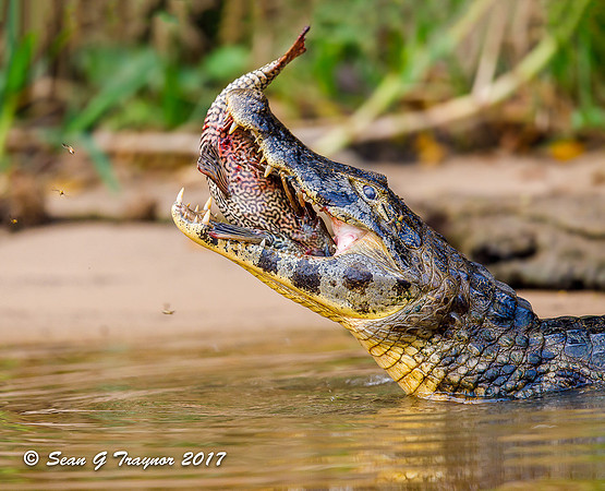 Caiman, Pantanal, Brazil