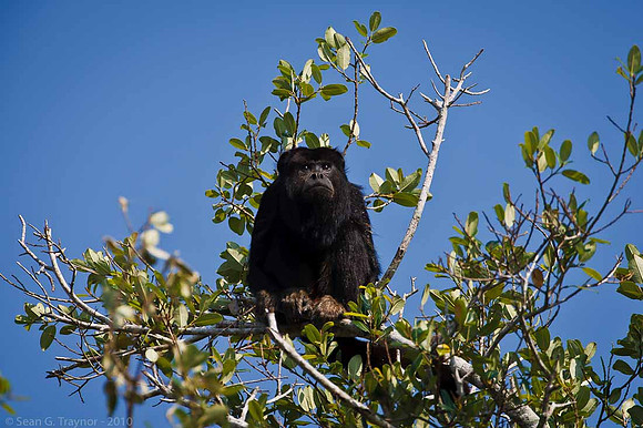 Howler Monkey