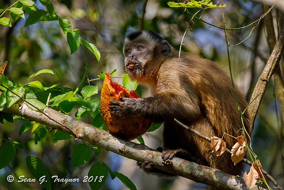 Capuchin Monkey