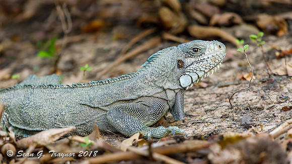 Green Iguana