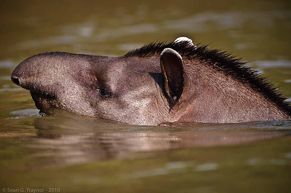 Tapir