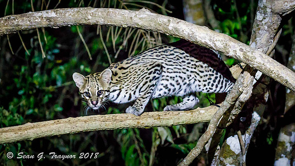Ocelot
