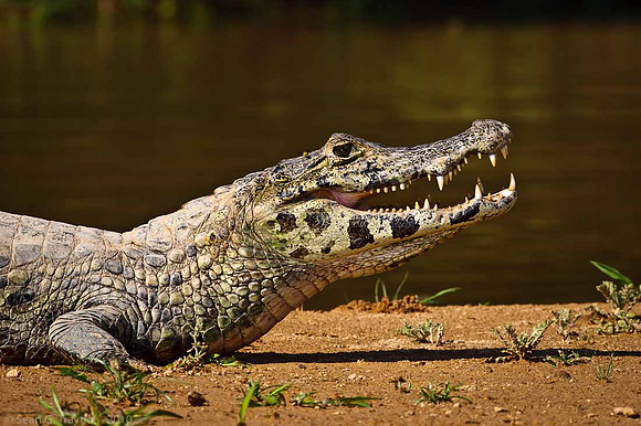 Caiman