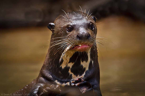 Giant River Otter