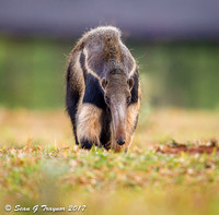 Giant Anteater, Pantanal, Brazil