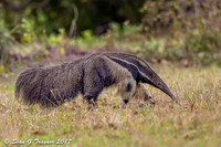 Giant Anteater, Pantanal, Brazil