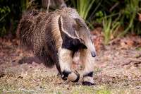Giant Anteater, Pantanal, Brazil
