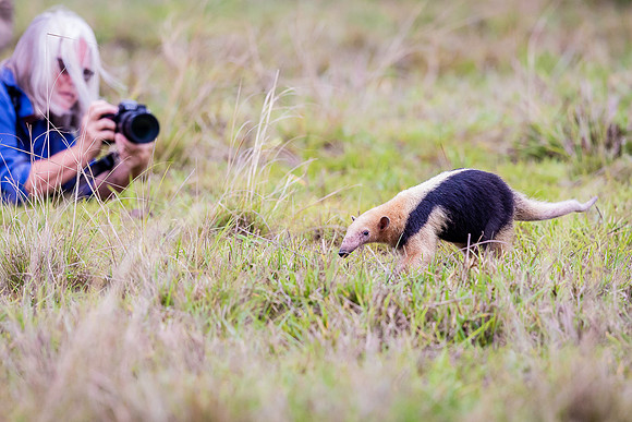 Tamandua, Pantanal, Brazil