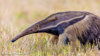 Giant Anteater, Pantanal, Brazil