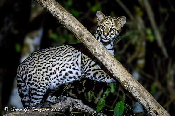 Ocelot
