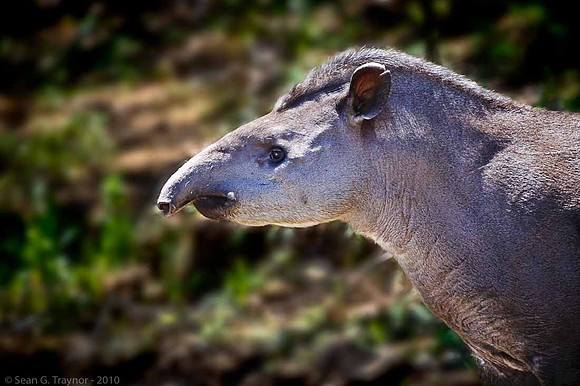 Tapir