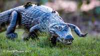Caiman, Pantanal, Brazil