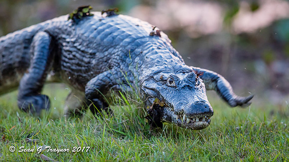 Caiman, Pantanal, Brazil