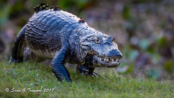 Caiman, Pantanal, Brazil