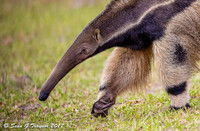 Giant Anteater, Pantanal, Brazil