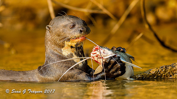 Giant River Otter, Pantanal, Brazil