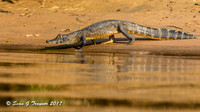 Caiman, Pantanal, Brazil