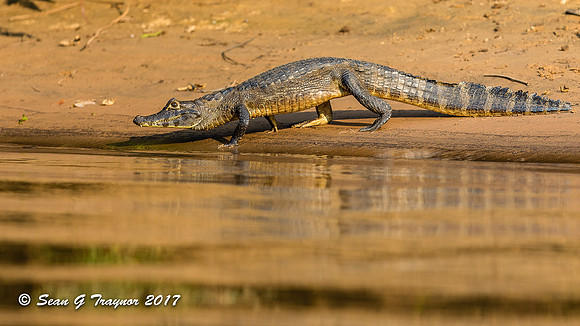 Caiman, Pantanal, Brazil