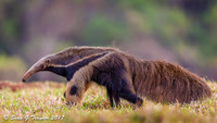 Giant Anteater, Pantanal, Brazil